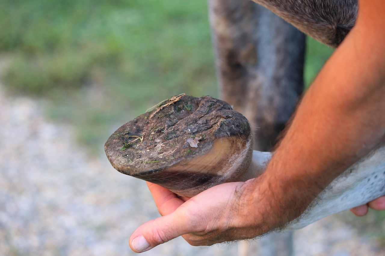 A person lifting and holding a horse’s front hoof to inspect the sole