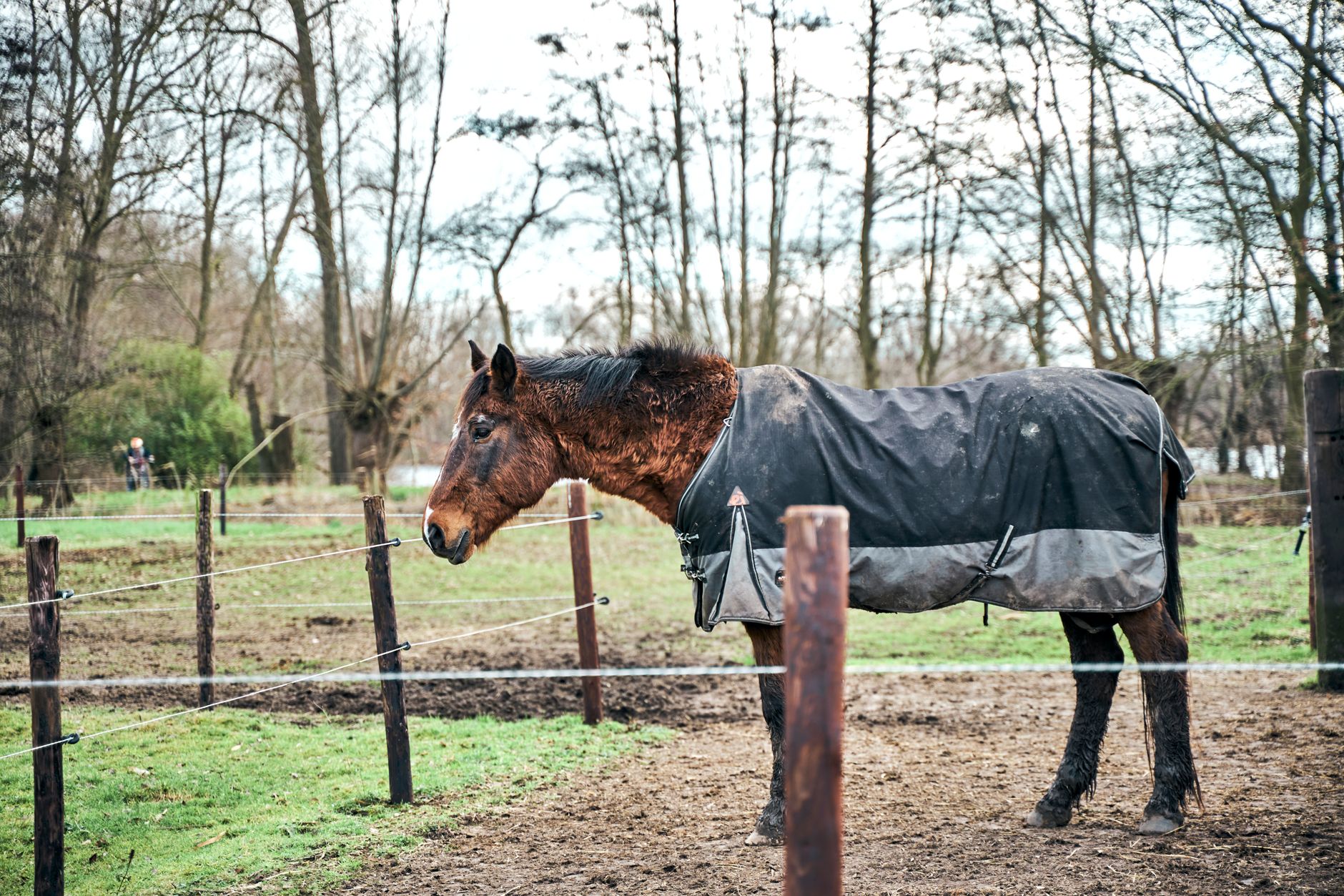 A bay horse in a mud-stained black turnout rug standing in a churned muddy paddock with bare winter trees behind