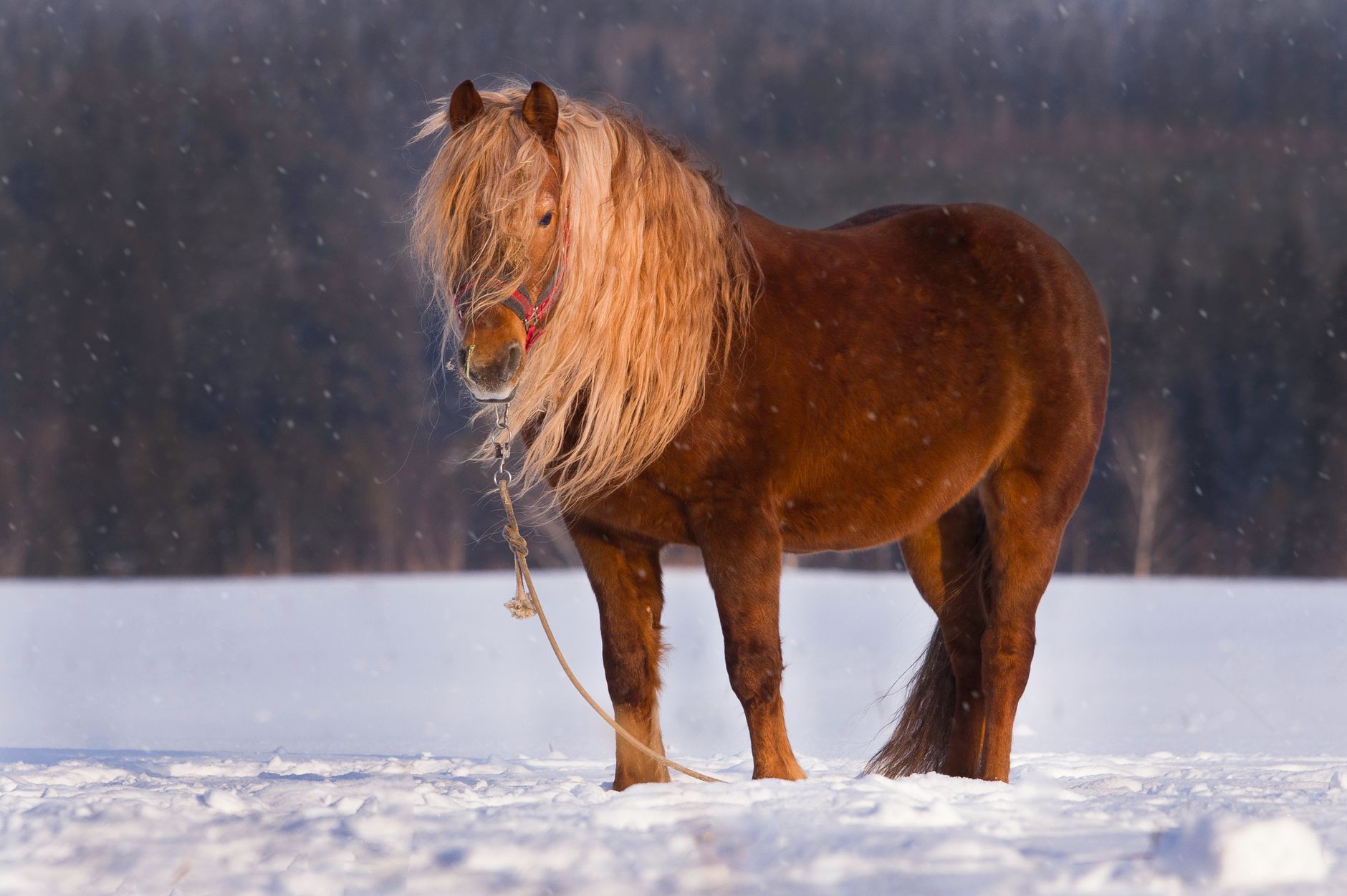A horse with a thick winter coat standing out in falling snow