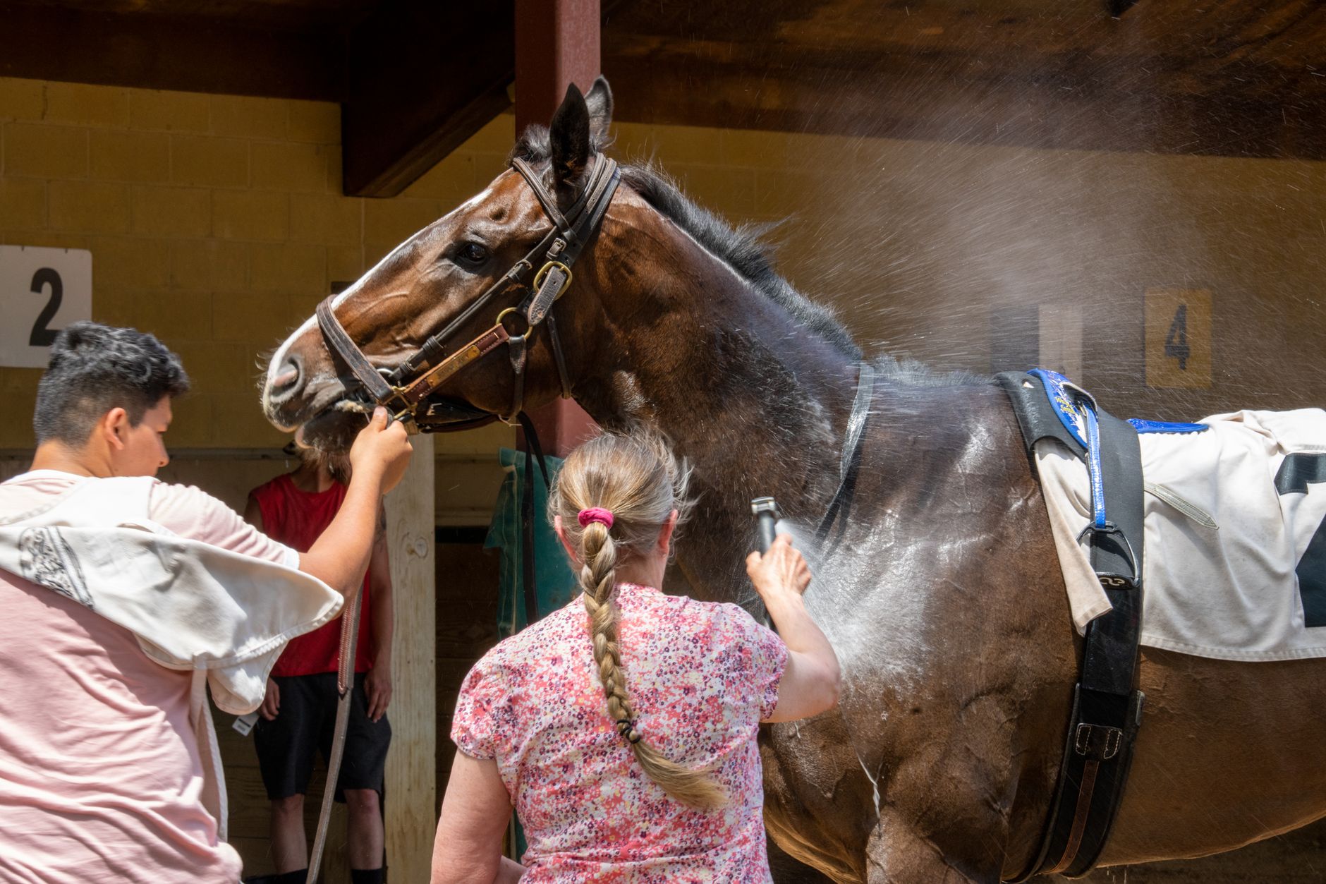 Two people washing a bay horse under a stable roof, one holding the head while the other works a hose along its side