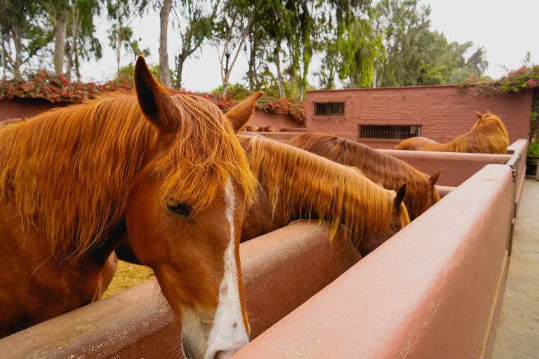 A row of chestnut horses with their heads down at long concrete feed troughs
