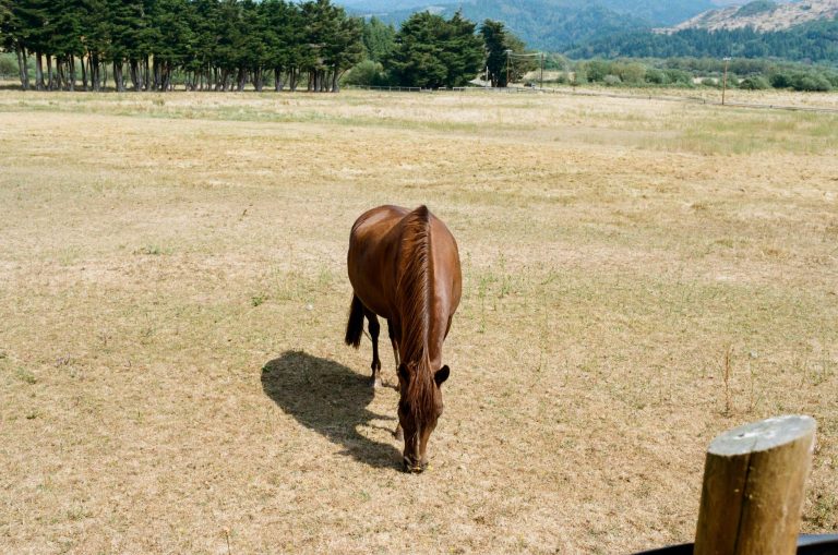A chestnut horse grazing a large, dry, burnt-off summer pasture with wooded hills in the distance