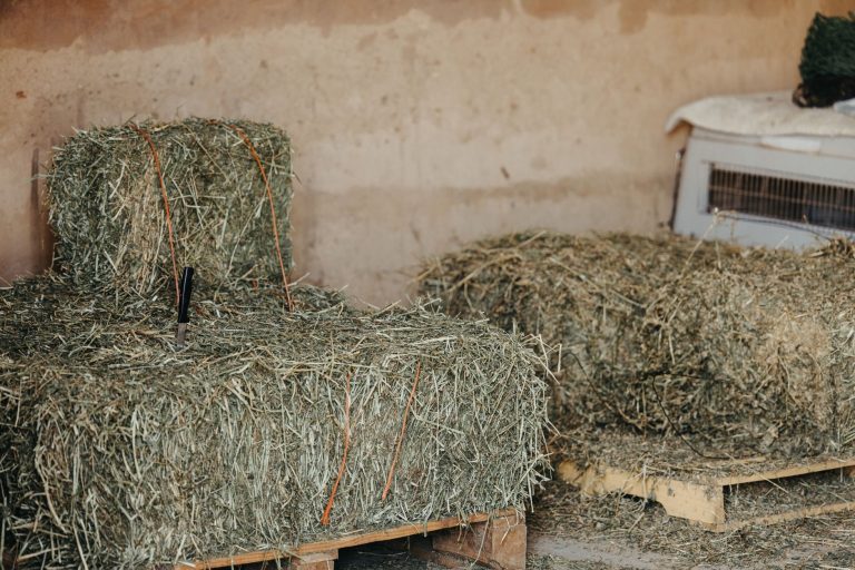 Small square bales of green grass hay stacked on wooden pallets in a barn