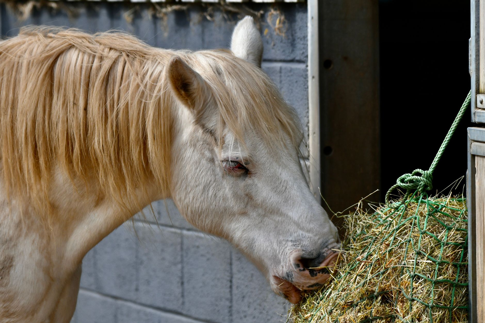 A horse eating hay from a small-hole hay net hung on a stable door