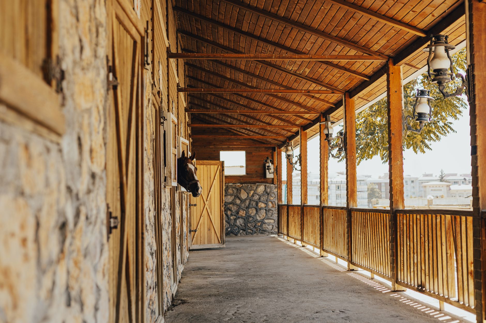 A stable aisle with timber Dutch doors down one side and a horse looking out over one of them