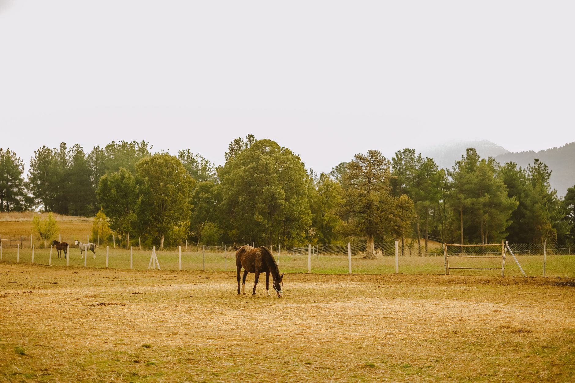 A horse grazing a bare, grazed-out paddock with green ungrazed grass in the fenced strip beyond
