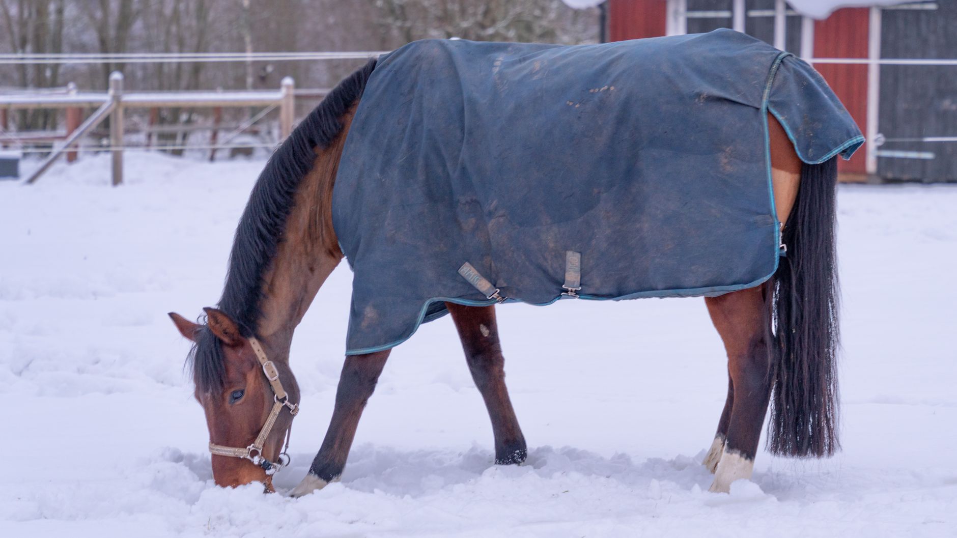 A bay horse in a blue turnout rug with belly surcingles grazing through snow in a paddock beside a red barn