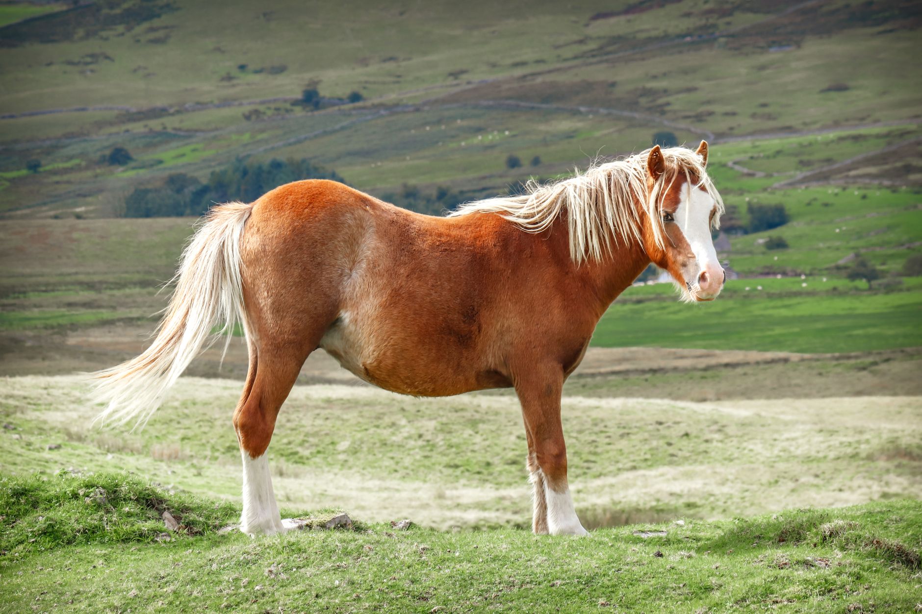A chestnut Welsh-type pony with a flaxen mane standing square in profile on hill pasture