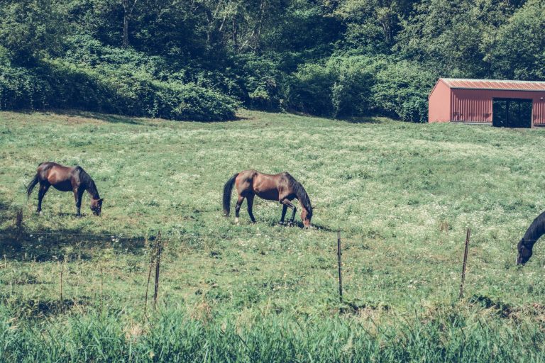 Two bay horses grazing a flowering summer pasture with a wire fence line and a red barn behind