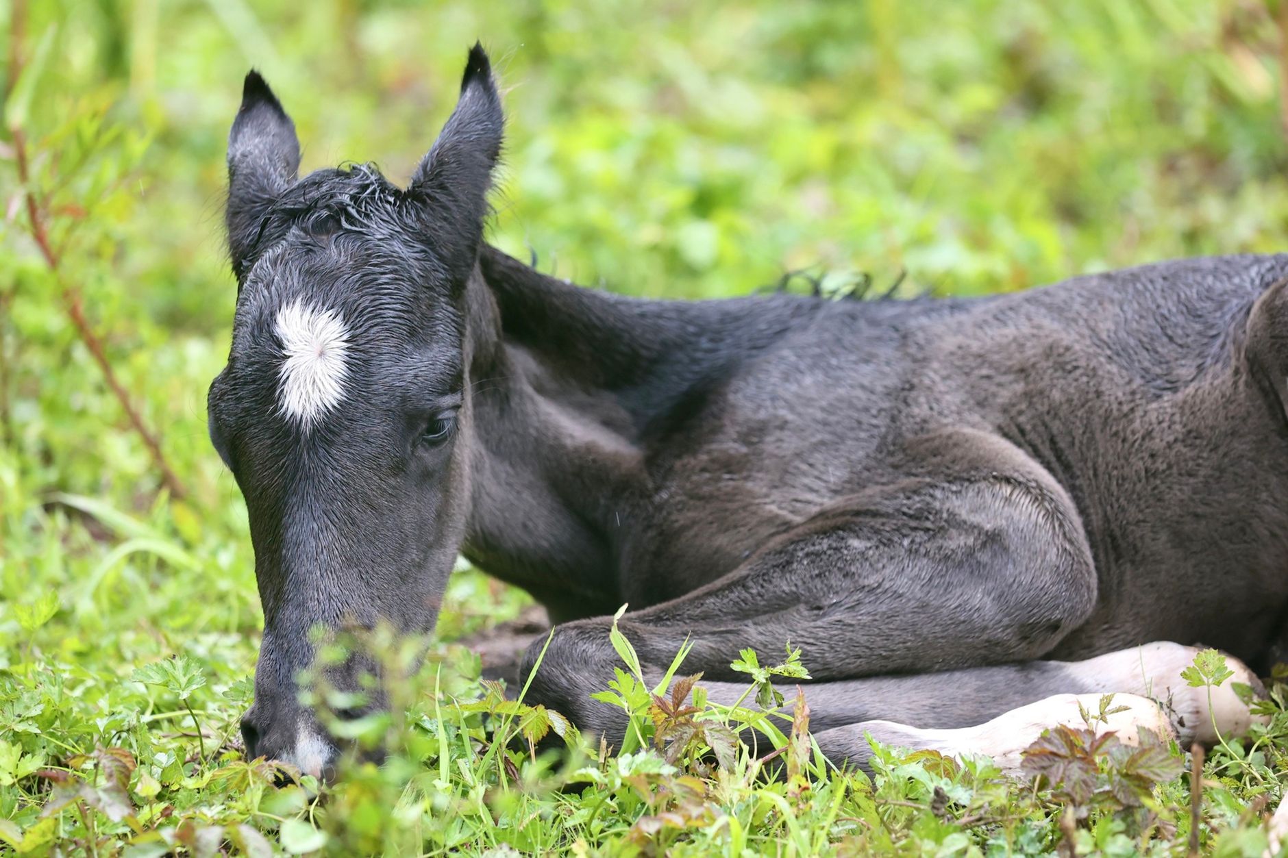 A newborn dark foal with a white star lying in long green grass, its coat still damp