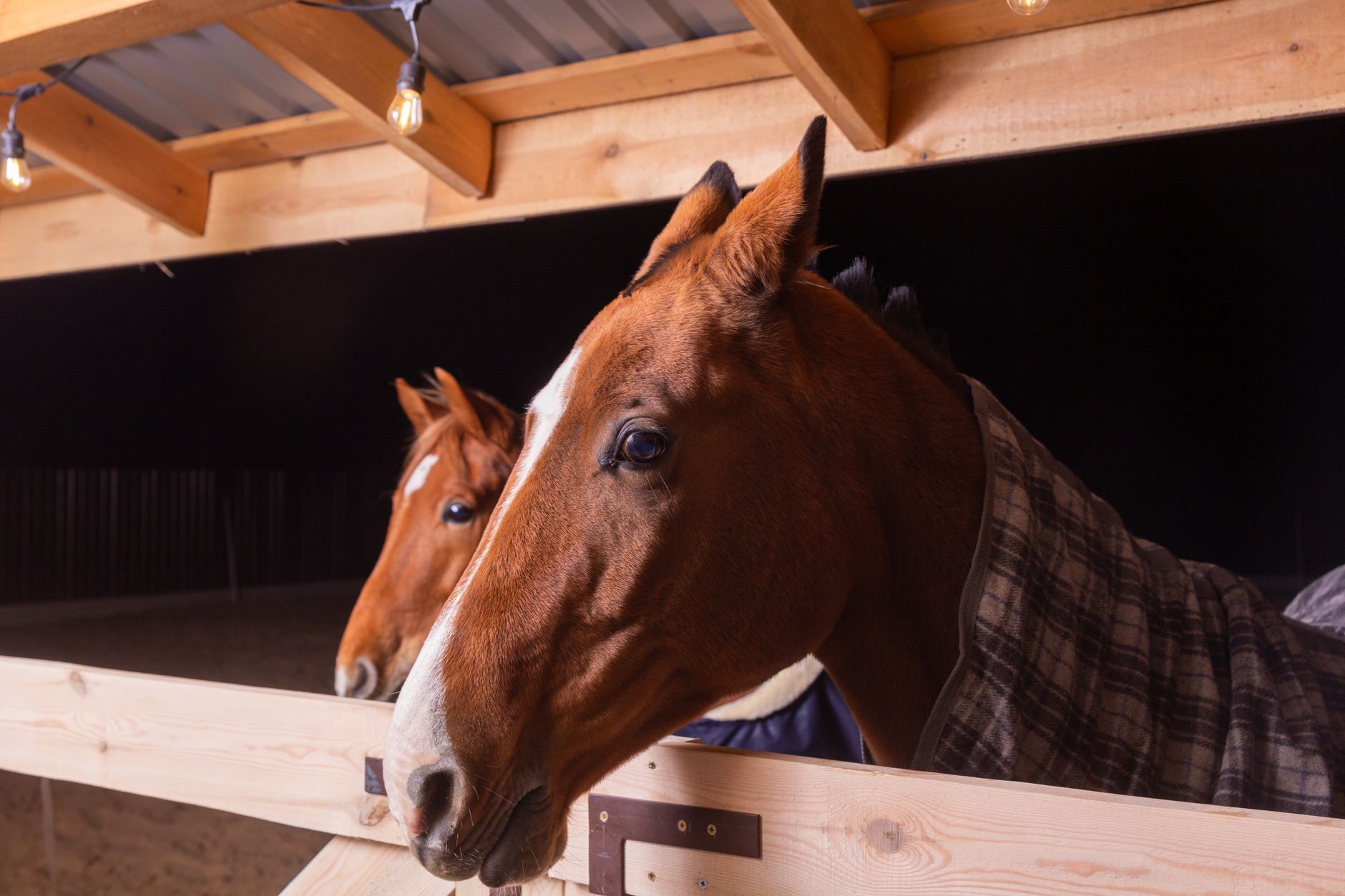 Two chestnut horses looking out of adjoining stalls in a timber-framed stable at night, one wearing a checked rug