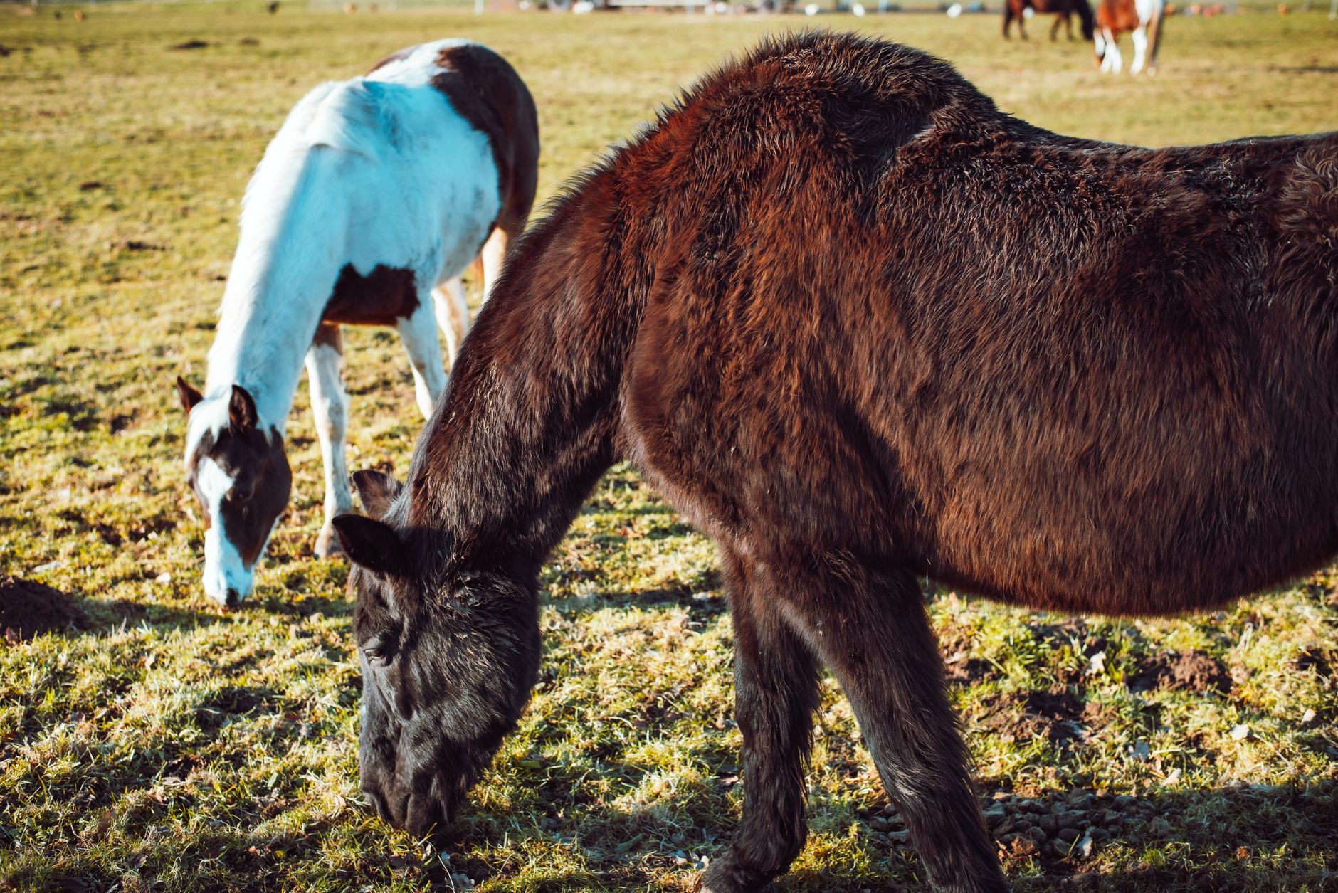 Two horses in heavy winter coats grazing side by side in a sunlit field