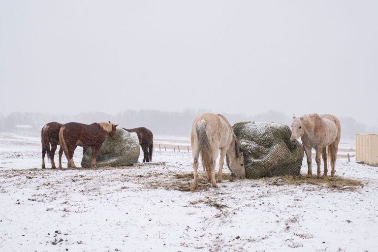 Horses eating hay from round bale nets in a snow-covered field during a snowstorm