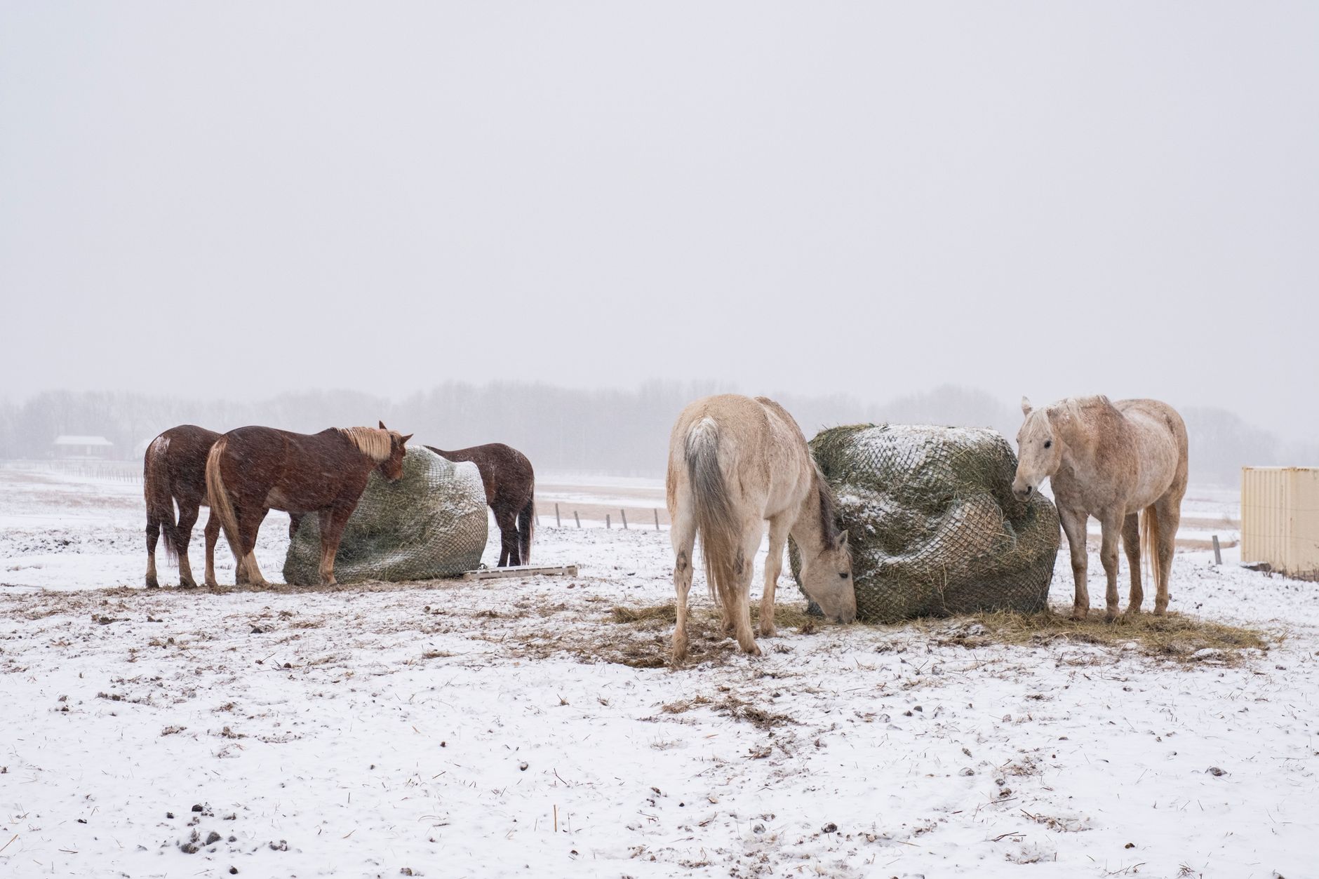 Horses eating hay from round bale nets in a snow-covered field during a snowstorm