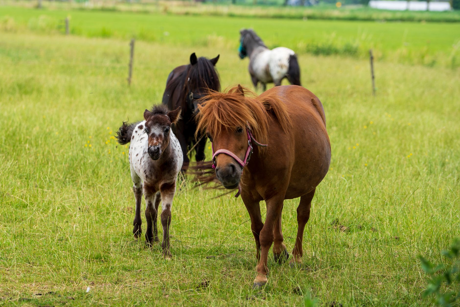 A spotted foal walking beside a chestnut mare in a green field, its legs already almost as long as hers