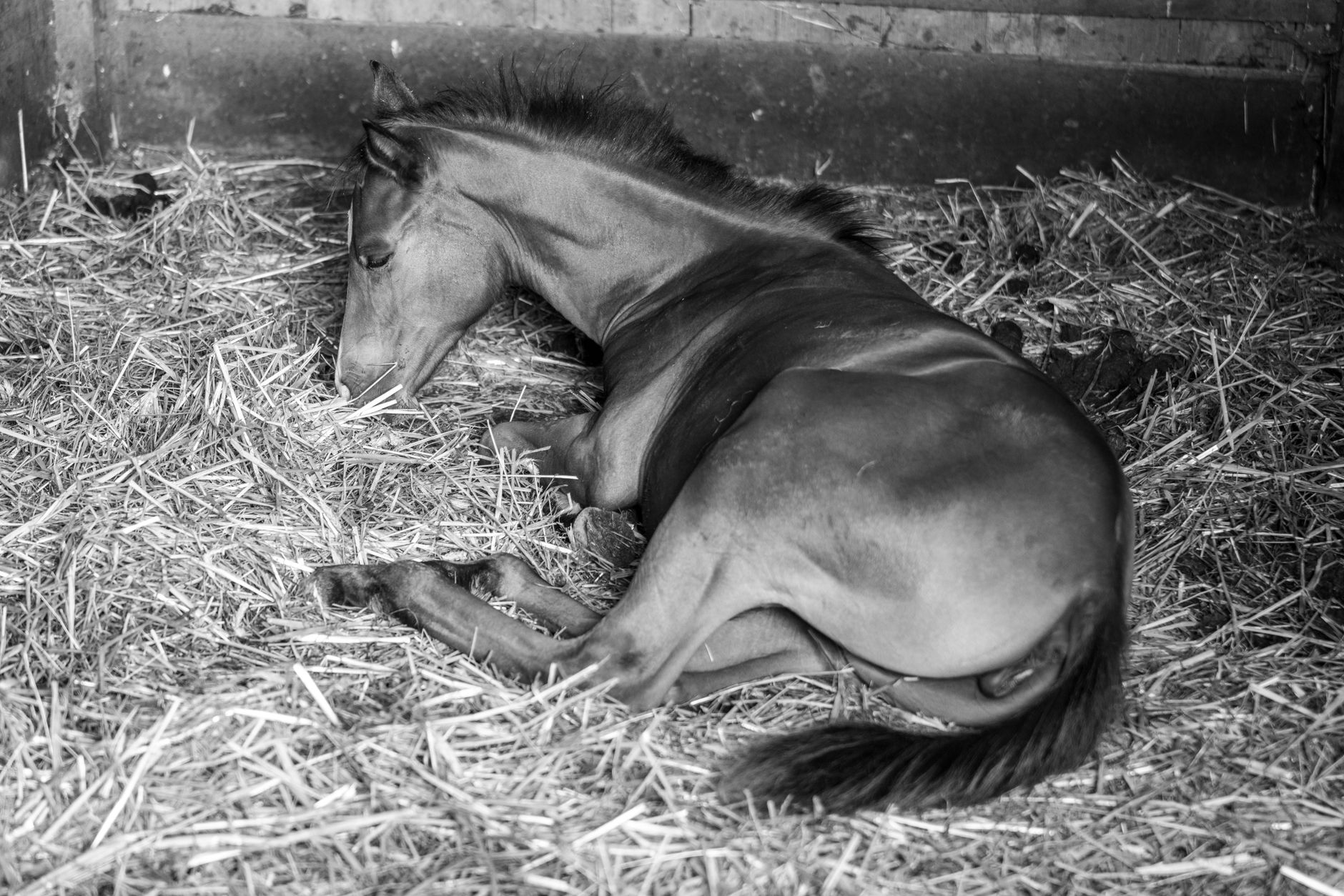 A foal curled up asleep on a deep straw bed inside a stable, with droppings visible in the bedding beside it