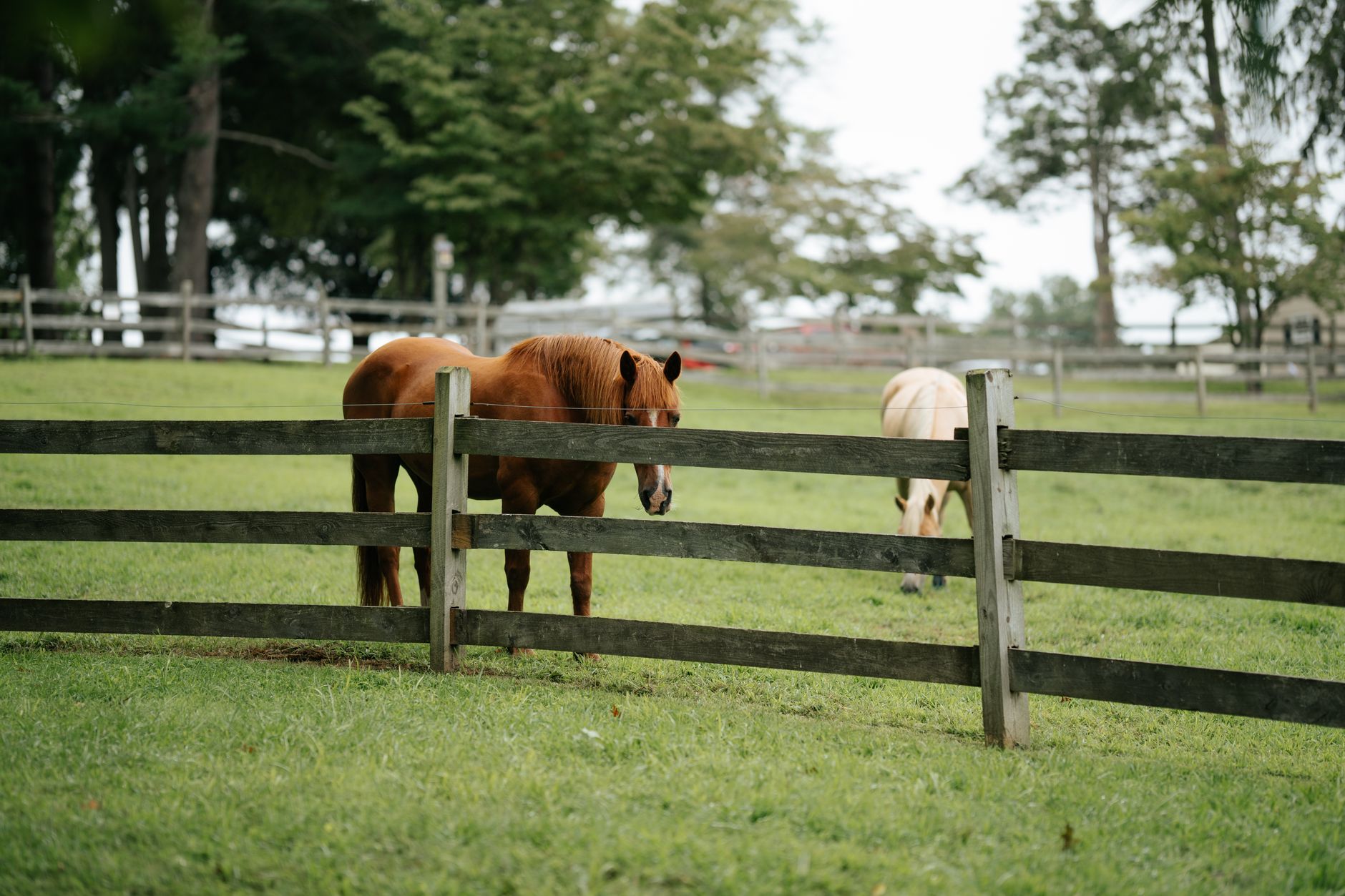 Two horses in a green pasture behind a weathered wooden board fence, one chestnut and one palomino