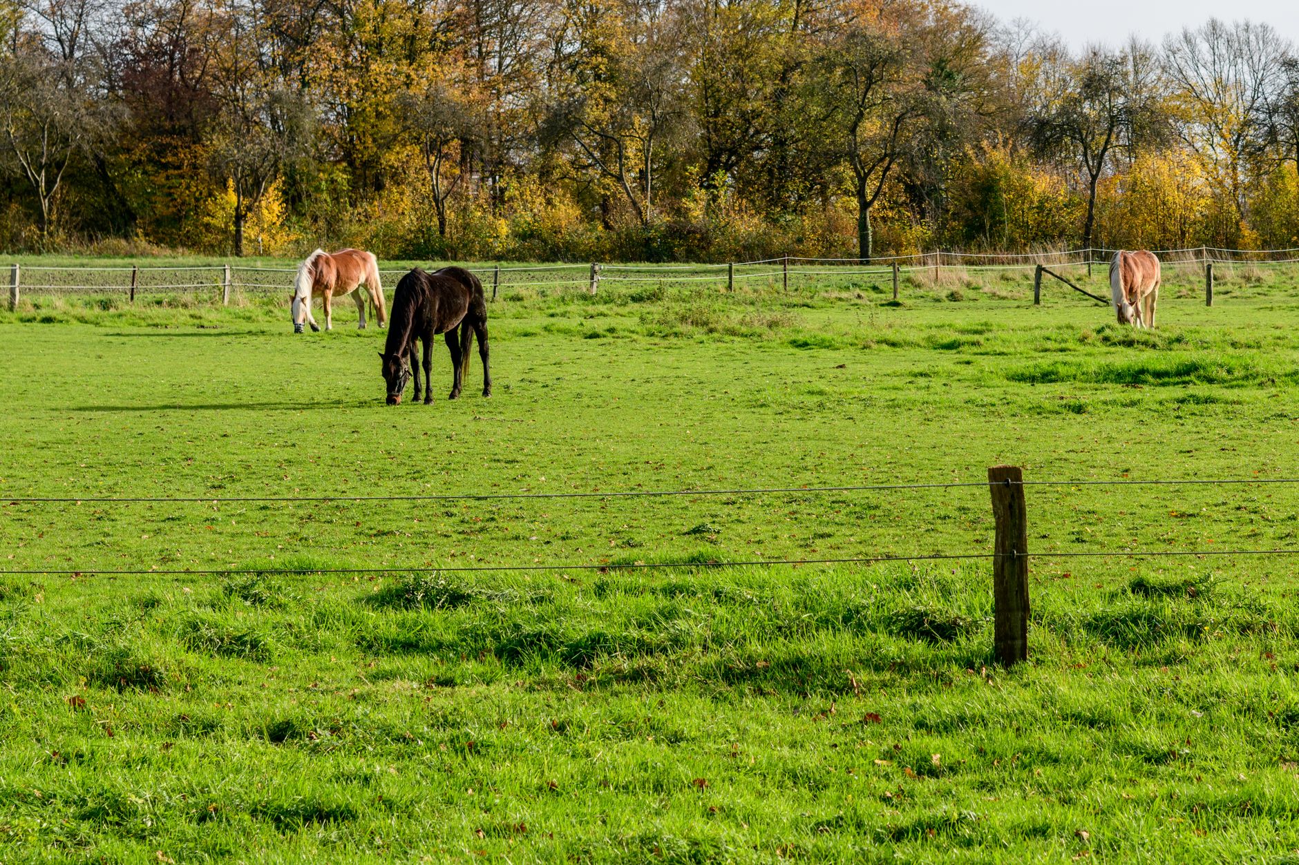 Three horses grazing a large green pasture divided by electric fence lines