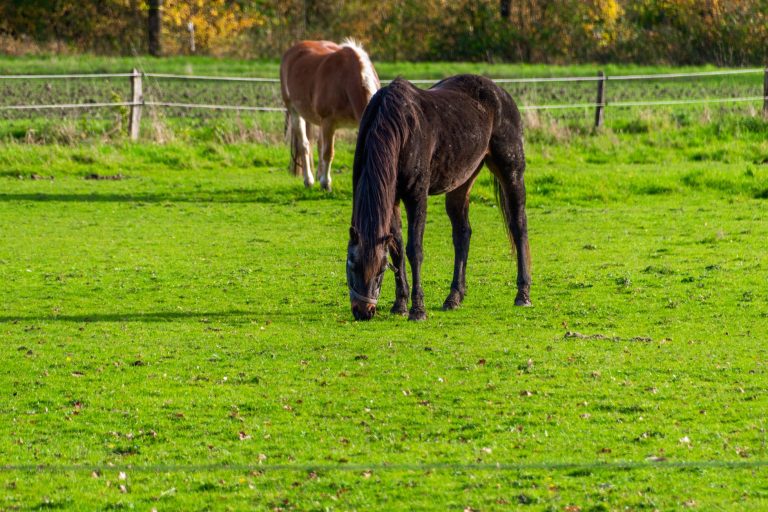 A dark bay horse grazing short green grass in a wire-fenced paddock, a second horse behind it