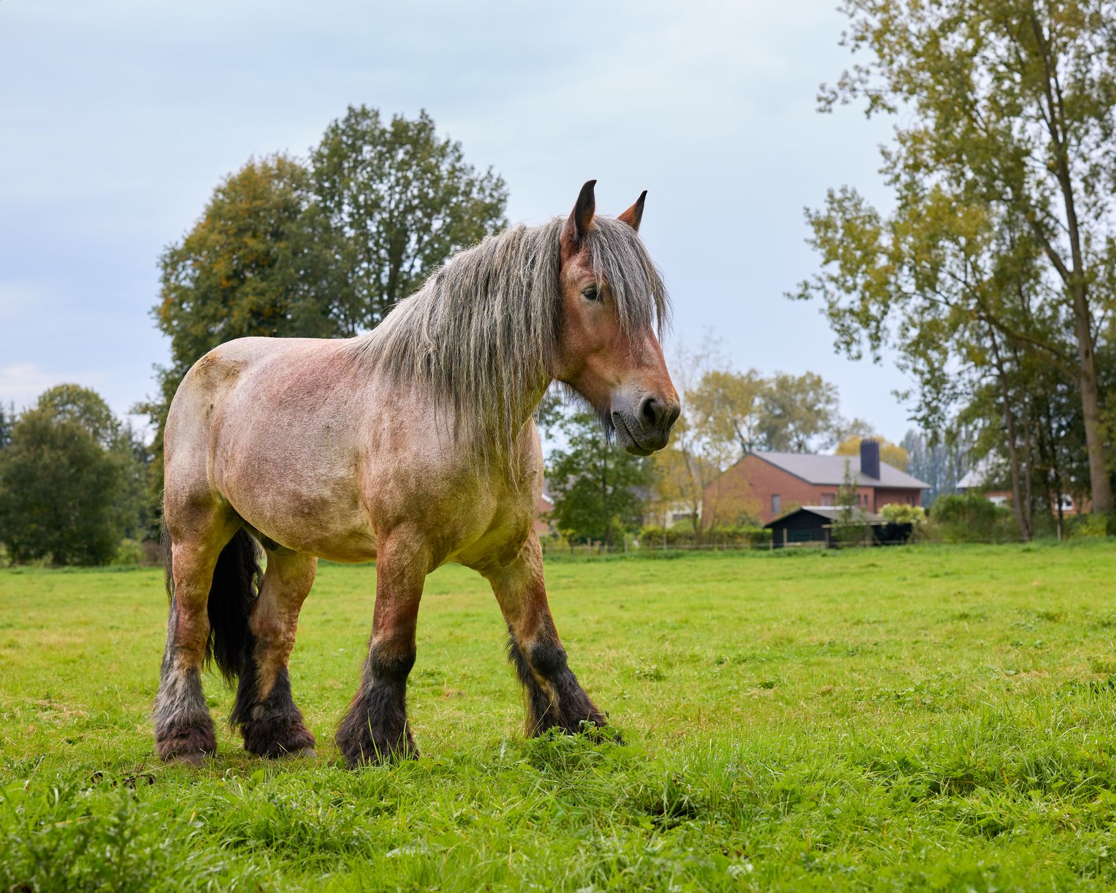 A heavy Belgian draft horse with a flaxen mane standing side-on in a green pasture beside a farmhouse