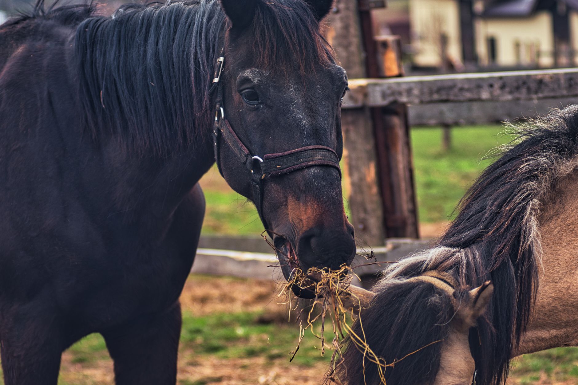 Two horses eating loose hay scattered on the bare ground of a paddock