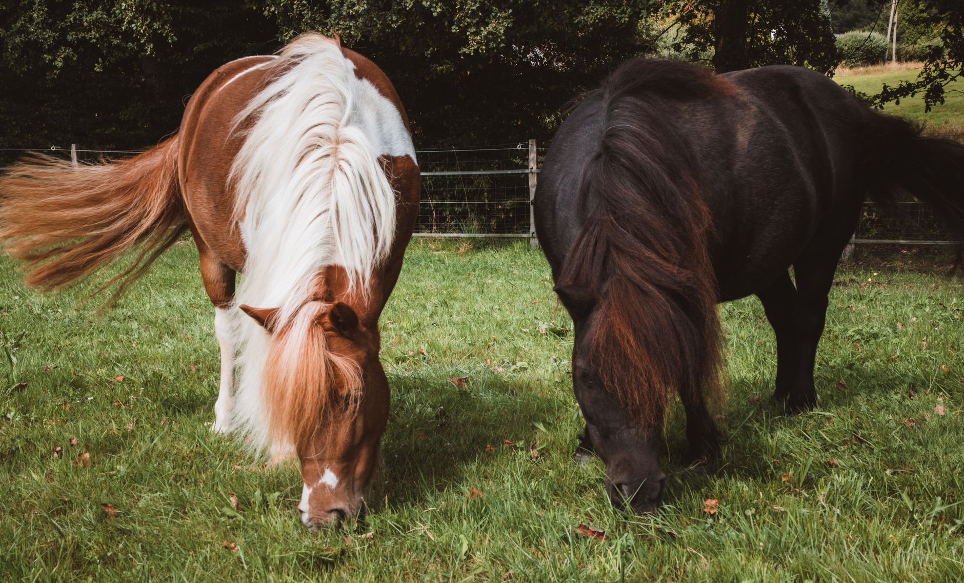Two well-covered ponies with their heads down, grazing long green grass side by side