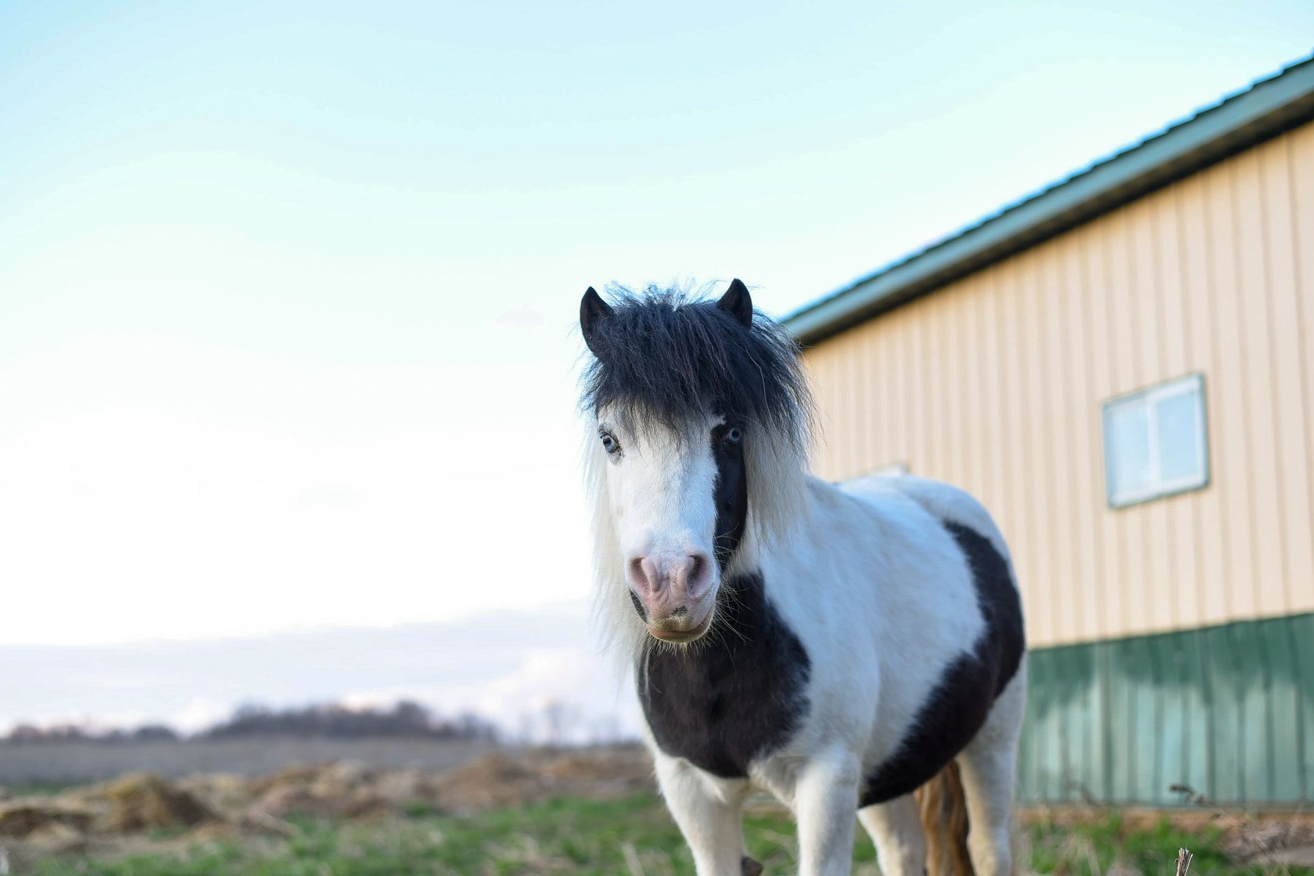 A black and white pinto miniature horse standing in front of a metal-clad barn, the building showing how small it is