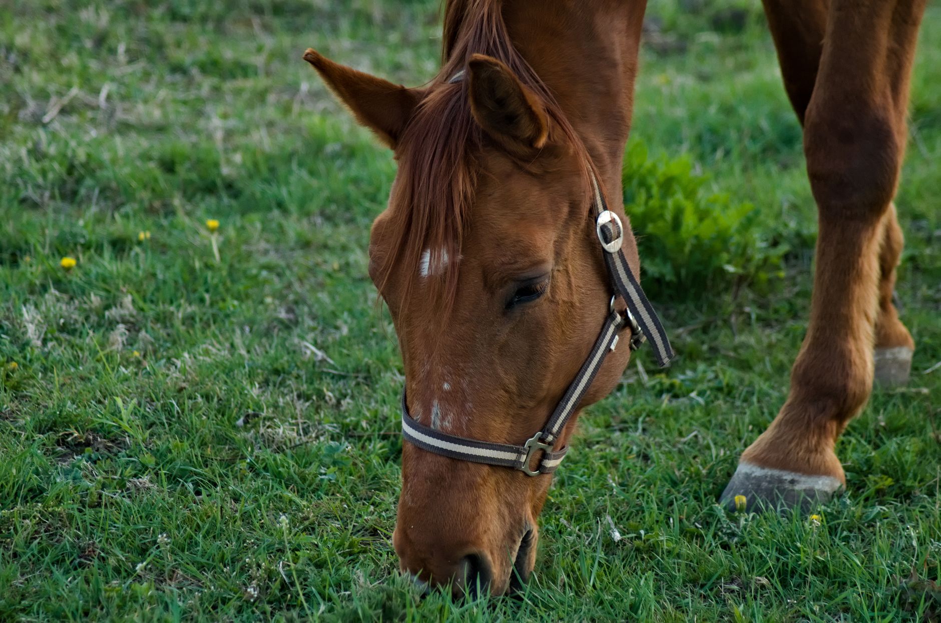 A chestnut horse in a headcollar with its head down, grazing short green pasture
