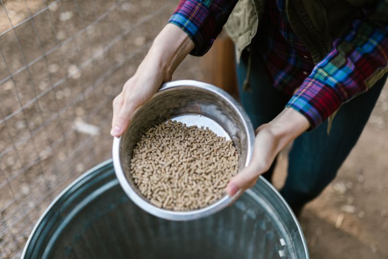 Hands holding a stainless steel bowl of pelleted horse feed over a galvanised bin