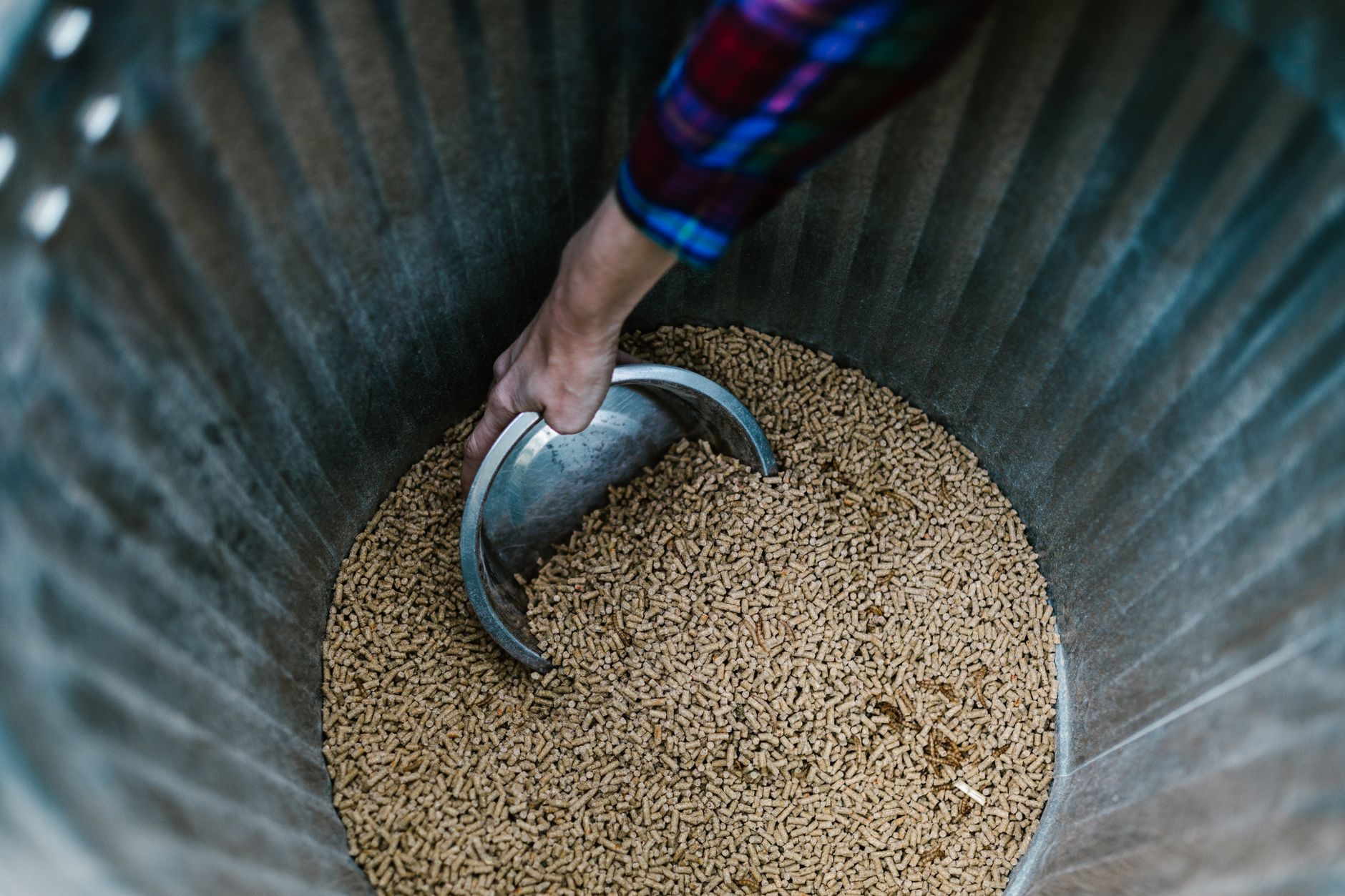 A metal scoop being dipped into a galvanised bin of pelleted horse feed