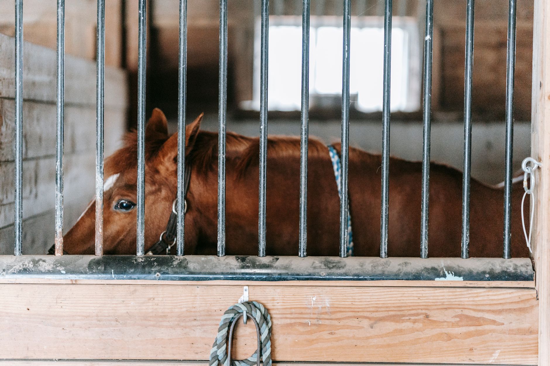A chestnut horse standing behind the barred upper section of a stall front, with a window and a solid lower wall behind it