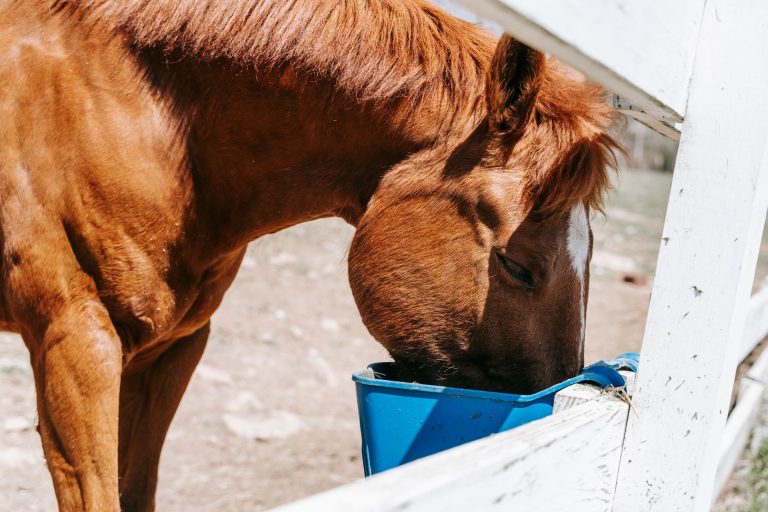 A chestnut horse with its head in a blue feed bucket hung on a white post-and-rail fence
