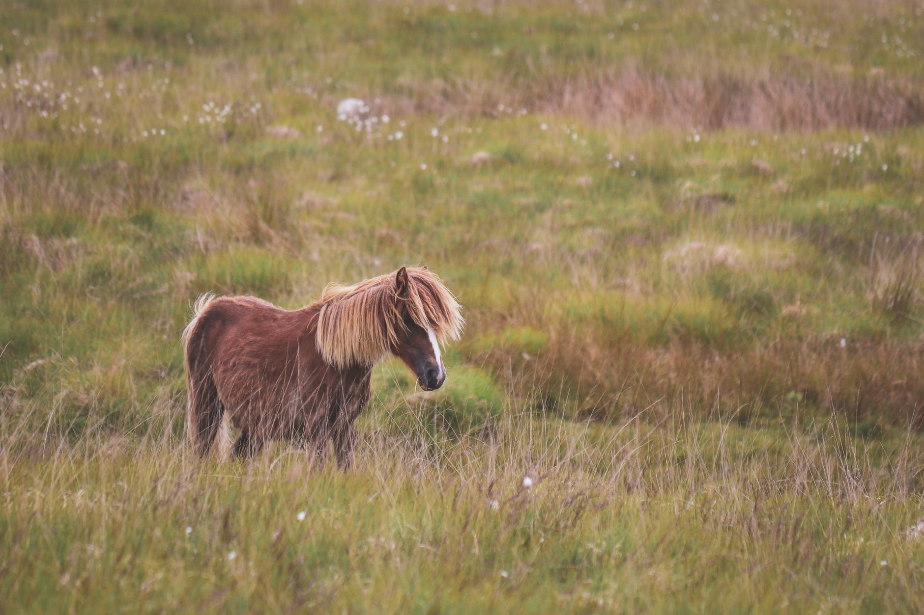 A shaggy brown Welsh mountain pony with a flaxen mane standing in rough moorland grass in Wales