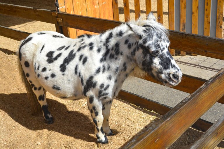 A spotted miniature horse standing in a sunlit paddock beside a wooden fence