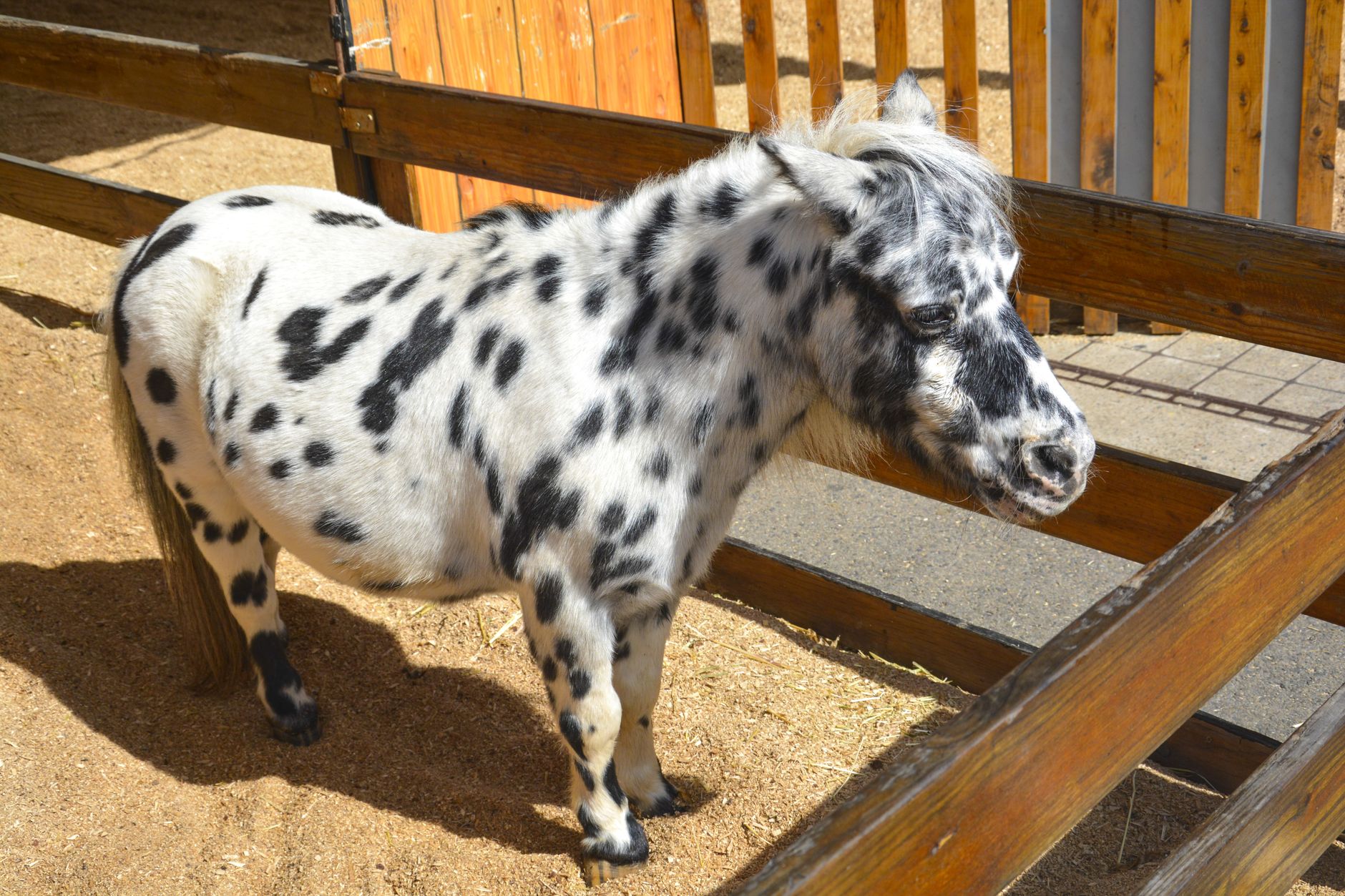 A spotted miniature horse standing in a sunlit paddock beside a wooden fence